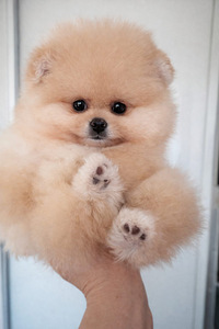 Pomeranian pentu (1 valokuva sivusta 4)