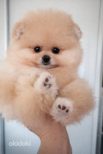 Pomeranian pentu