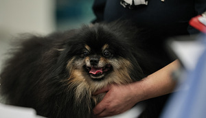 Pomeranian pentu (2 valokuva sivusta 2)
