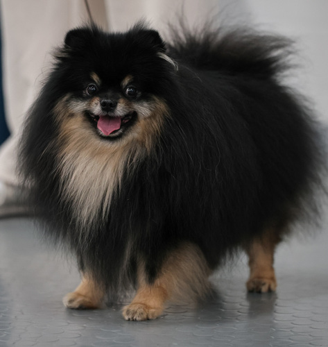 Pomeranian pentu