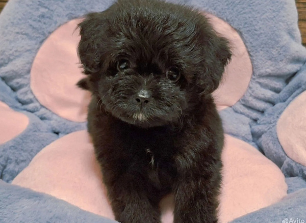 Pomeranian pentu