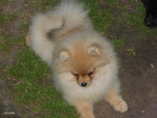Pomeranian (foto #3)