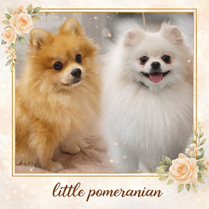 Pomeranian pentu (7 valokuva sivusta 7)