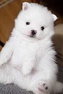 Pomeranian pentu (3 valokuva sivusta 7)