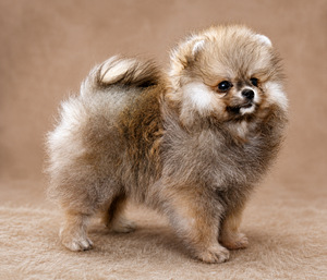 Pomeranian pentu (5 valokuva sivusta 5)