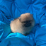 Pomeranian spits (foto #5)