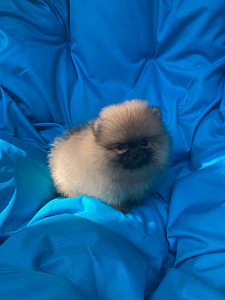 Pomeranian spits (5 foto / 8)