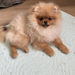 Pomeranian spitz (2 foto / 2)