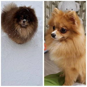 Pomeranian spits (3 foto / 3)