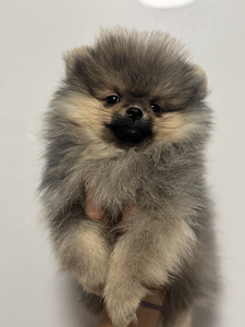 Pomeranian spits (4 foto / 7)