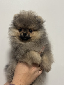 Pomeranian spits (1 foto / 7)