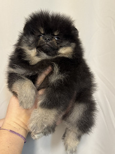 Pomeranian spits (2 foto / 10)