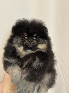 Pomeranian spits (3 foto / 10)