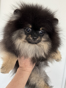 Pomeranian spits (6 foto / 10)