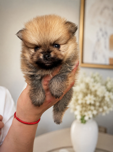 Pomeranian spits