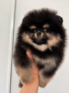 Pomeranian spits (7 foto / 7)