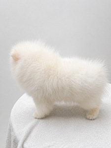 Pomeranian spits (4 foto / 7)