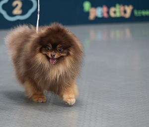 Pomeranian (4 valokuva sivusta 4)