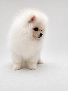 Pomeranian spits (4 foto / 4)
