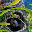 Sinine Panda Parrot kalamaimude (foto #2)