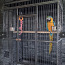 Клетка для крупных попугаев (фото #3)