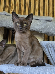 Бурма (3 фото из 4)