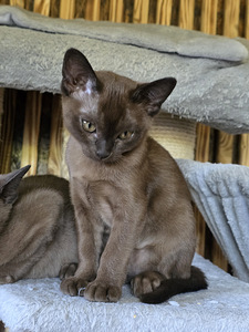 Бурма (4 фото из 4)