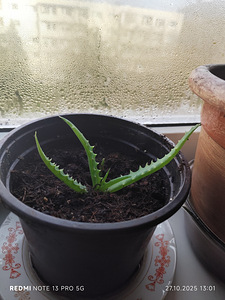 Aaloe (1 foto / 10)