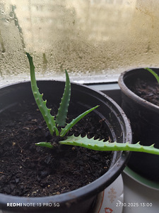 Aaloe (4 foto / 10)