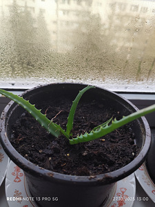 Aaloe (5 foto / 10)