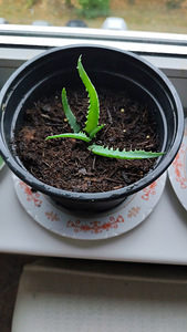 Aaloe (9 foto / 10)