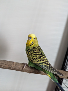 Viirpapagoid (1 foto / 3)