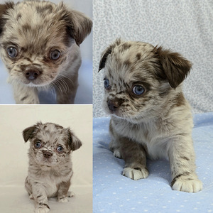 Chihuahuan pitkäkarvaiset pennut (4 valokuva sivusta 4)