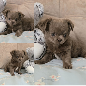Chihuahuan pitkäkarvaiset pennut