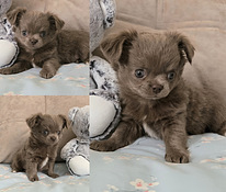 Chihuahuan pitkäkarvaiset pennut