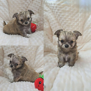 Chihuahuan (2 valokuva sivusta 2)