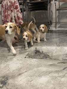 Beaglen pennut (3 valokuva sivusta 3)