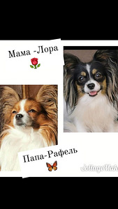 Papiljons (1 foto no 4)