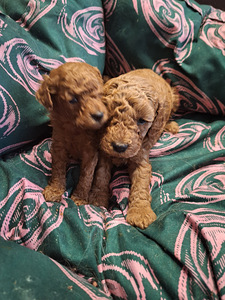 Пудель карликовый (3 фото из 4)