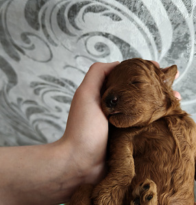 Miniatūrais pūdelis (4 foto no 4)
