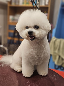 Bichon frise (9 valokuva sivusta 10)