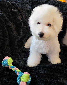Bichon frise (5 valokuva sivusta 10)