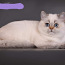 Британский короткошерстный кот (фото #1)