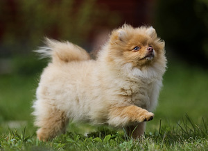Pomeranian spits (3 foto / 3)