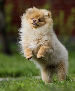 Pomeranian spits (3 foto / 3)