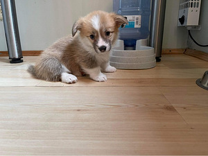 Welsh corgi pembroke (3 foto / 4)