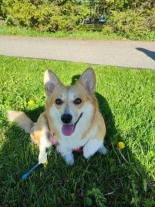 Welsh corgi pembroke otsib peigmeest (1 foto / 1)
