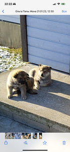 Puhtatõuline laika (1 foto / 5)