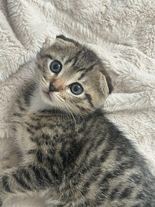 Scottish Fold urospentu (1 valokuva sivusta 3)