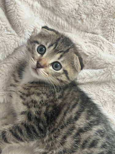 Scottish Fold urospentu